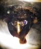 Andrena gravida